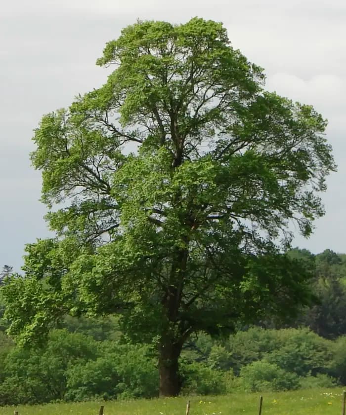 Orme champêtre